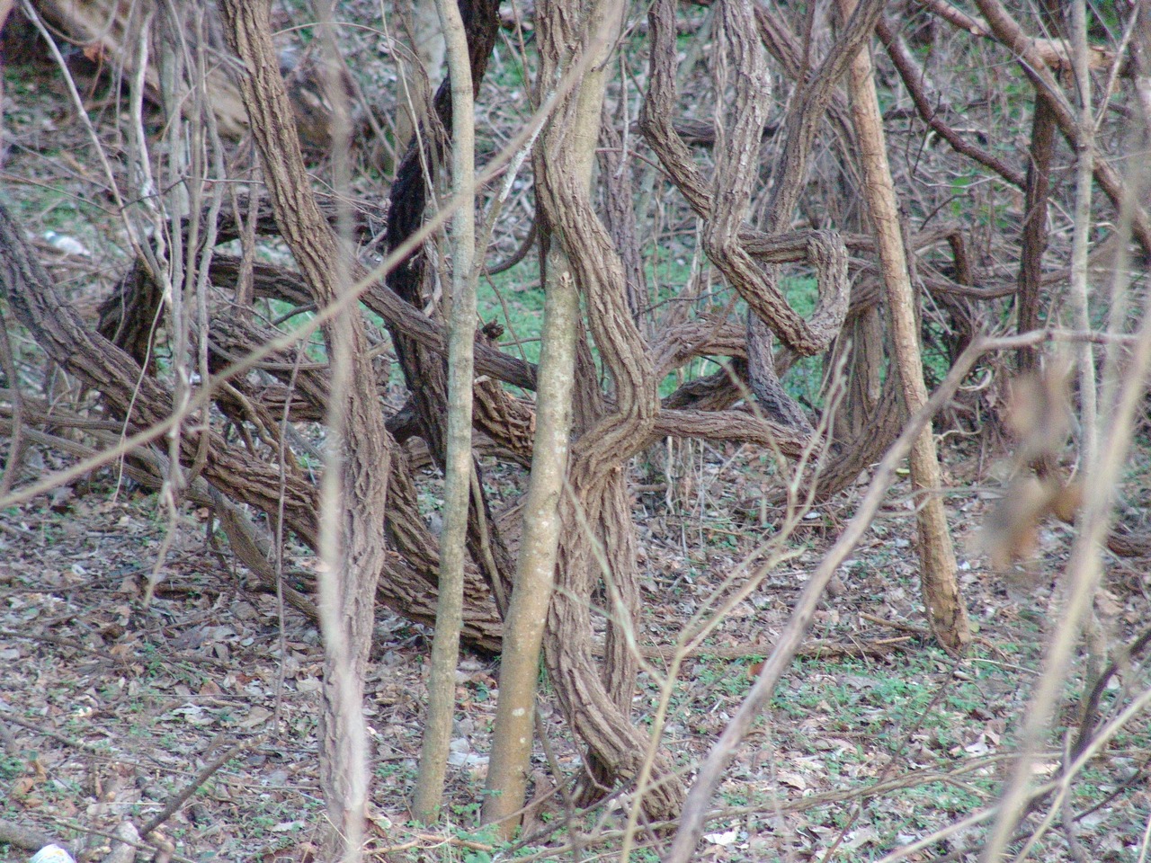 Entangled grapevines near the Vicksburg Military Park 1/9/2005
